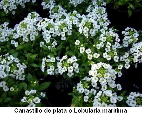Canastillo de plata o Lobularia marítima.jpg